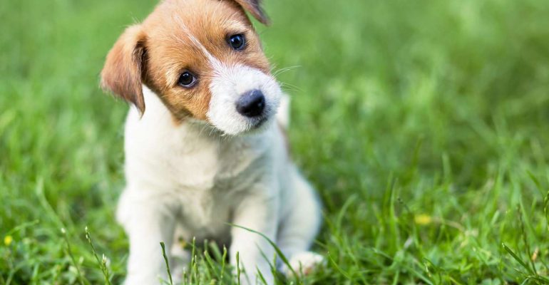 1 aylık köpek eğitimi