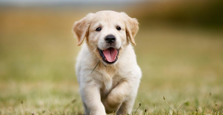 2 aylık köpek eğitimi