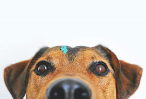 Köpek Davranış Bozukluğu Eğitimi