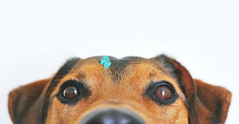 Köpek Davranış Bozukluğu Eğitimi