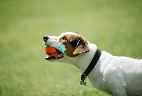 Köpek Eğitimi Ne Zaman Başlar