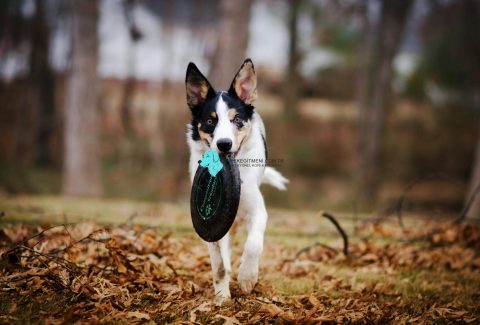 Köpek Frizbi Eğitimi