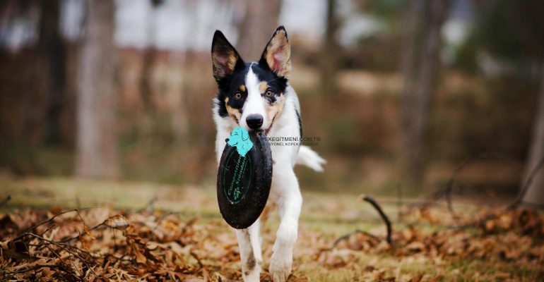 Köpek Frizbi Eğitimi