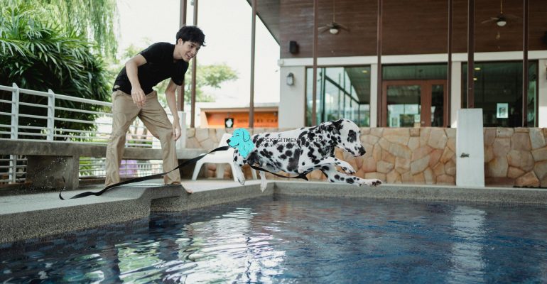 Köpek Spor Aletleri