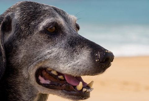 Travmalı Köpek Eğitimi