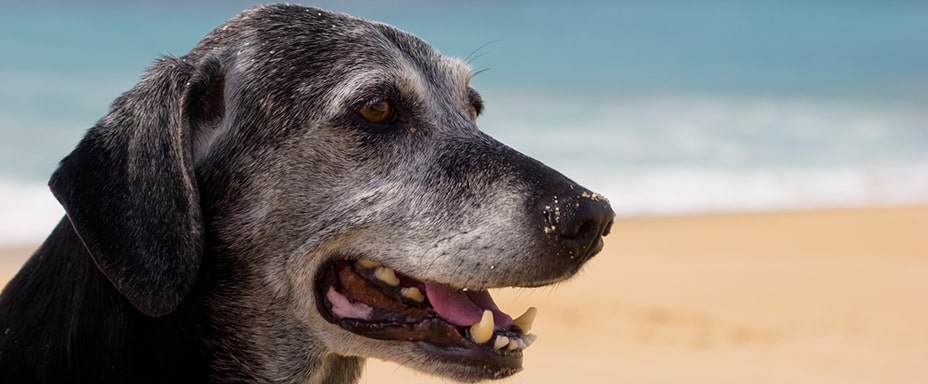 Travmalı Köpek Eğitimi