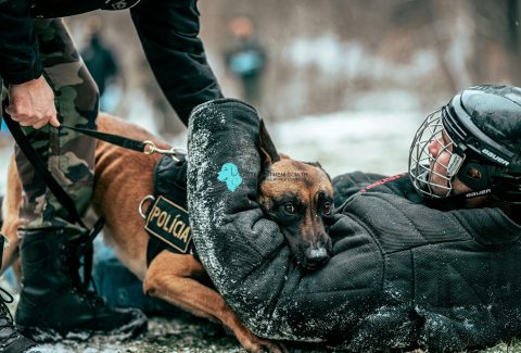 agresif köpek eğitimi