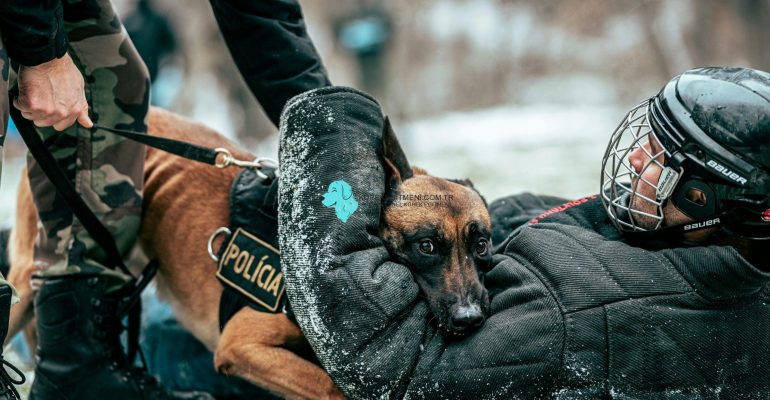 agresif köpek eğitimi