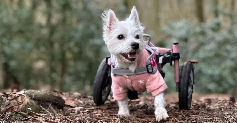 engelli köpek eğitimi