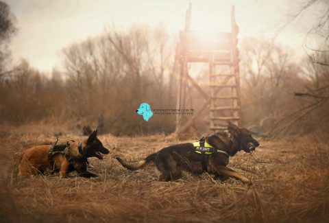 k9 eğitimi