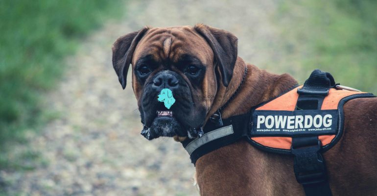 köpek sporları