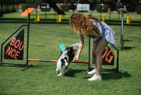 pozitif köpek eğitimi