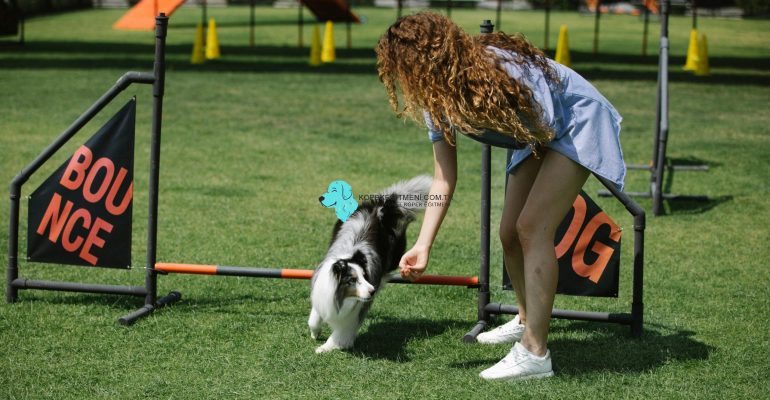 pozitif köpek eğitimi