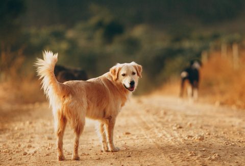 10 aylık köpek eğitimi