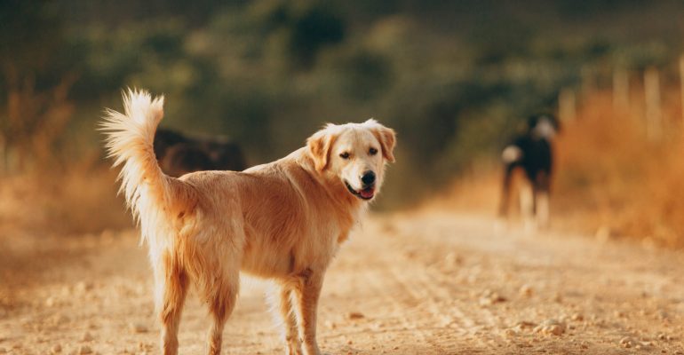 10 aylık köpek eğitimi