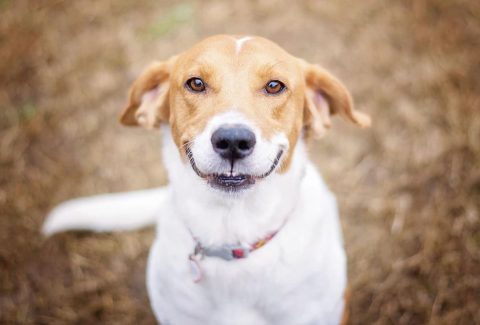 11 aylık köpek eğitimi