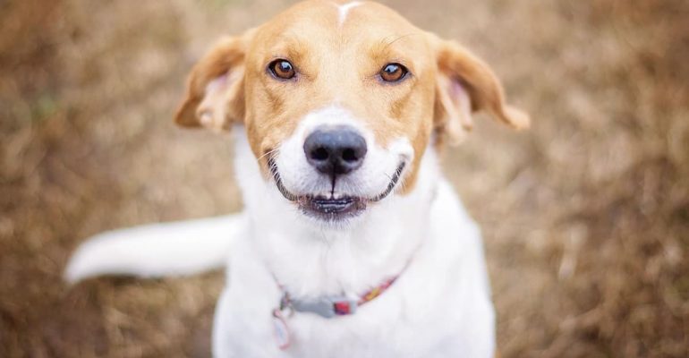 11 aylık köpek eğitimi