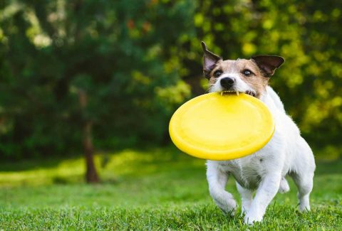 12 Aylık Köpek Eğitimi