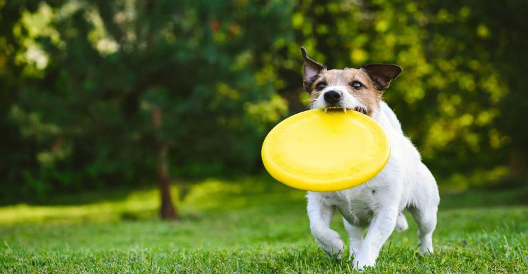12 Aylık Köpek Eğitimi