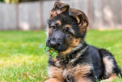 3 aylık köpek eğitimi