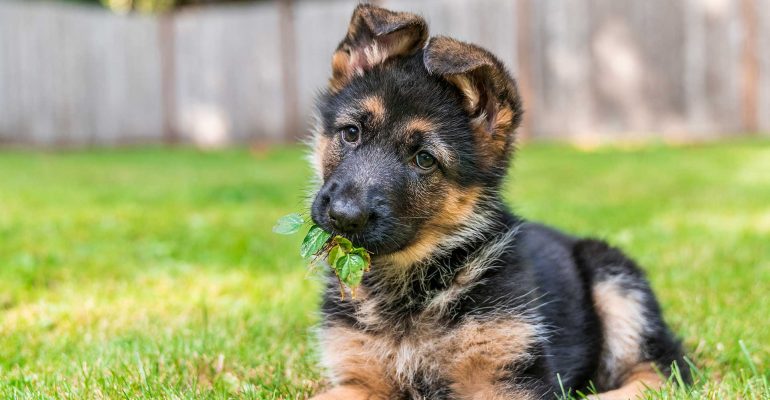 3 aylık köpek eğitimi