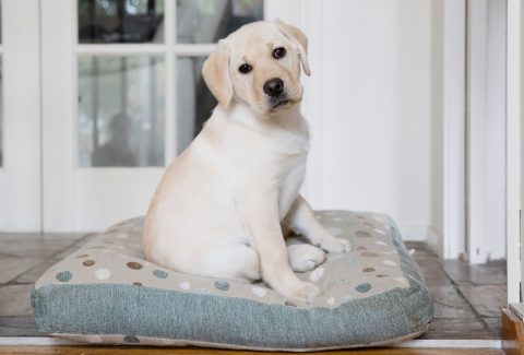 4 aylık köpek eğitimi