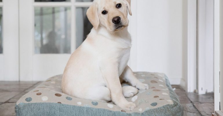 4 aylık köpek eğitimi
