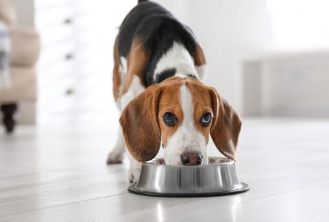 5 Aylık Köpek Eğitimi