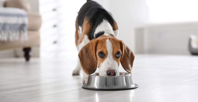 5 Aylık Köpek Eğitimi