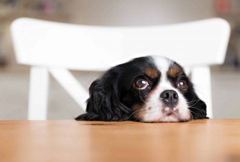 6 aylık köpek eğitimi