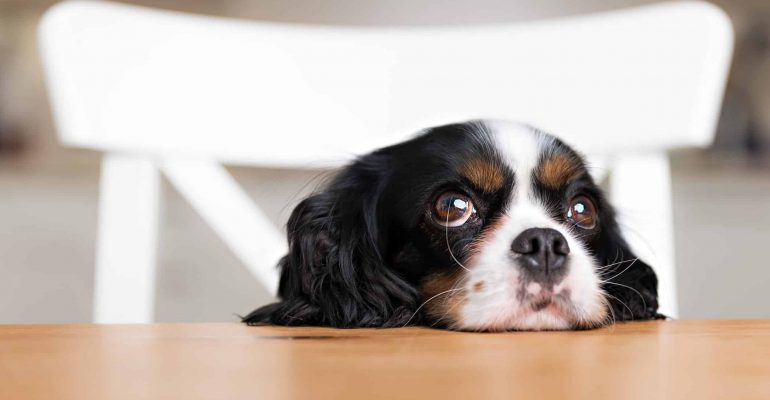 6 aylık köpek eğitimi
