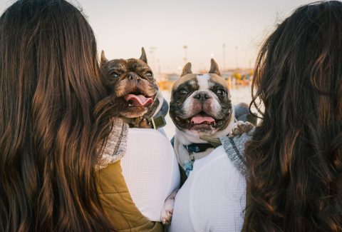 7 aylık köpek eğitimi