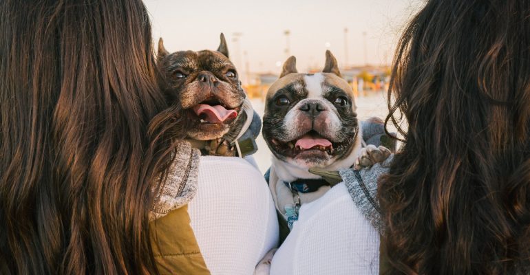 7 aylık köpek eğitimi
