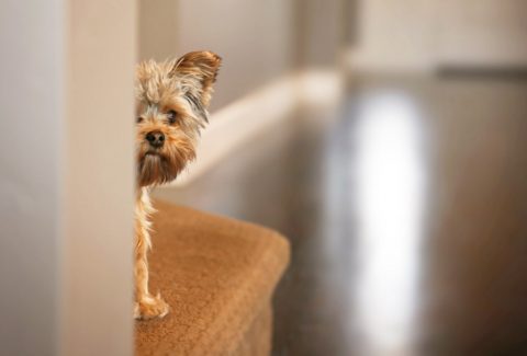 8 aylık köpek eğitimi