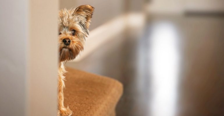 8 aylık köpek eğitimi