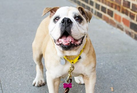 9 aylık köpek eğitimi
