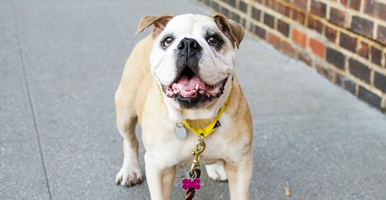 9 aylık köpek eğitimi