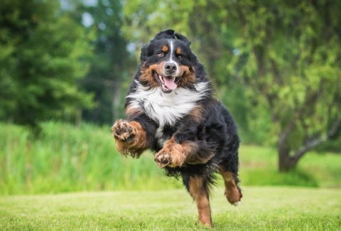 Bernese Dağ Köpeği
