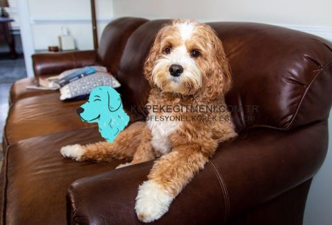 Cavapoo Eğitimi