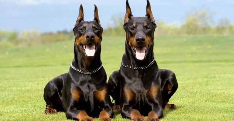 Doberman