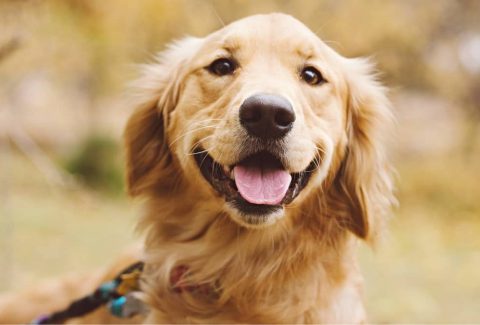 Golden Retriever