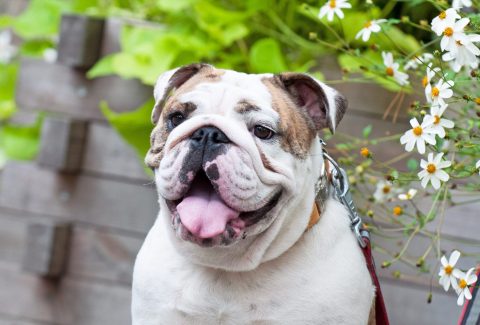 İngiliz Bulldog