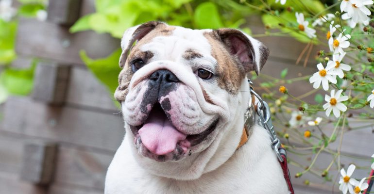 İngiliz Bulldog