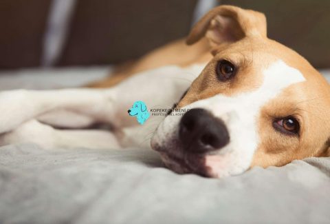 Köpek Nasıl Cezalandırılır
