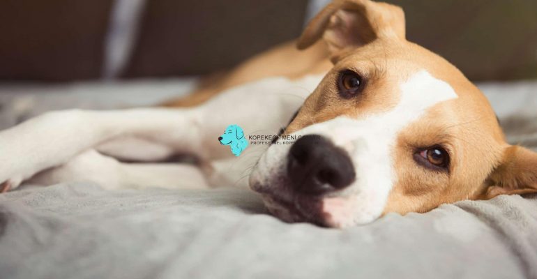 Köpek Nasıl Cezalandırılır