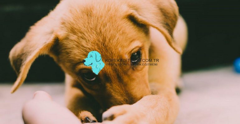 Köpek Neden Ağlar