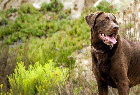Labrador Retriever