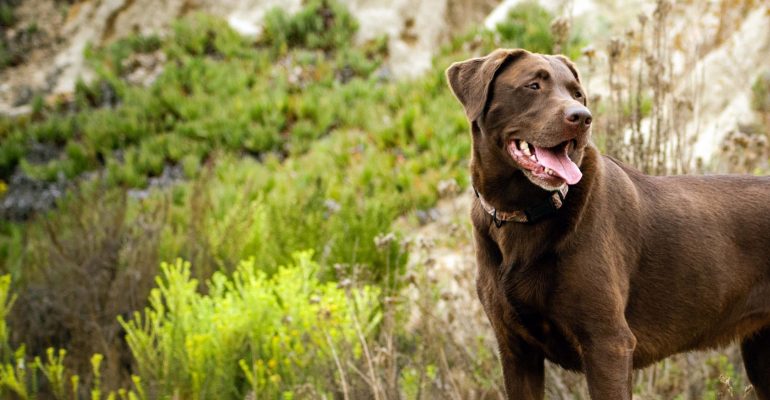 Labrador Retriever