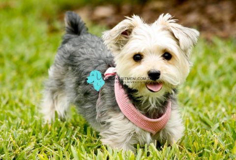 Morkie isimleri