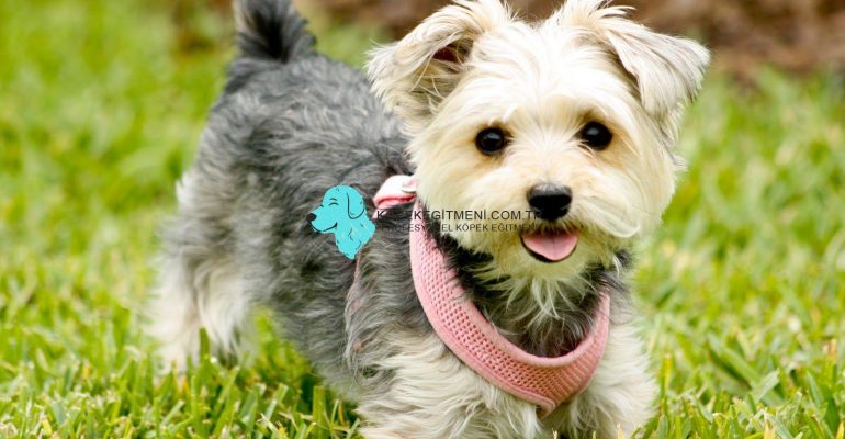 Morkie isimleri